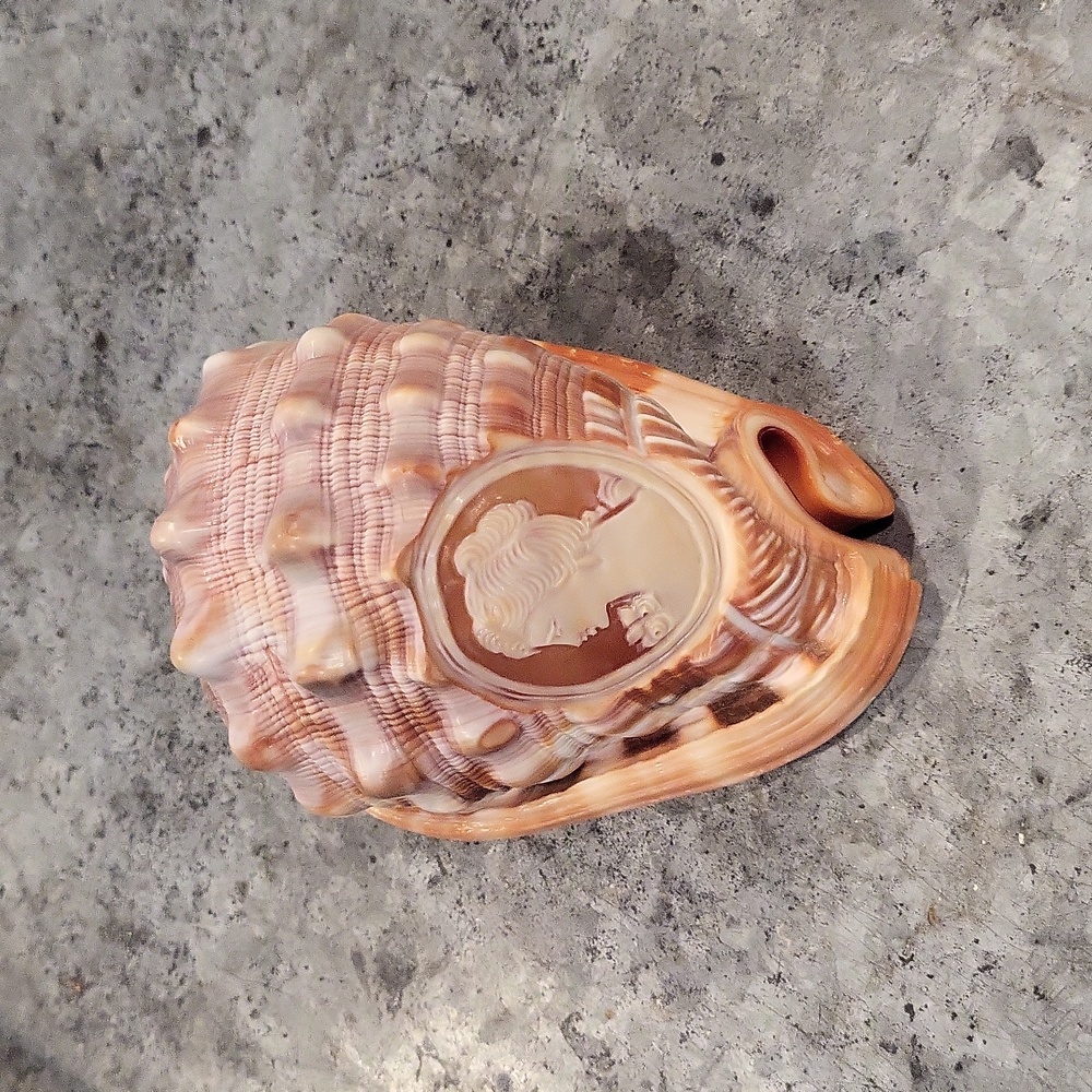 Shell with carved cameo